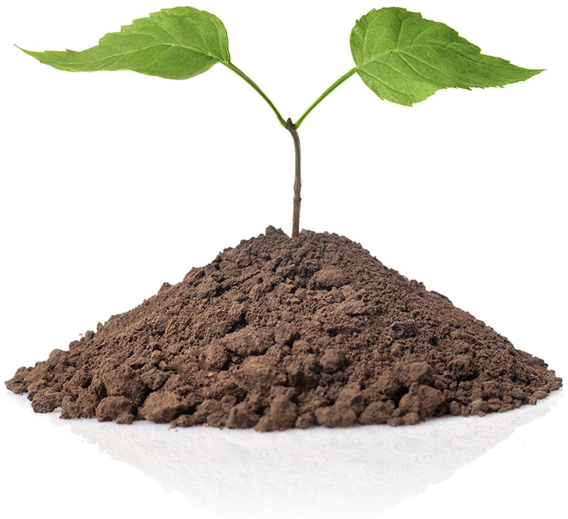 Small tree growing from fertilized and healthy soil.