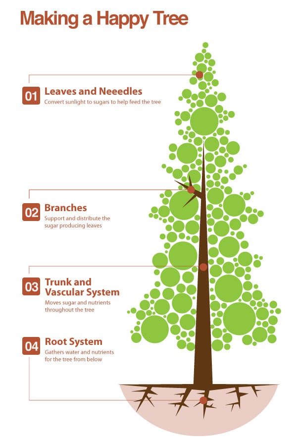 An info graph that shows what makes a happy tree.