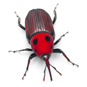 A red weevil, one of the many pests that can harm trees.