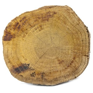 Top view of a tree trunk on white.