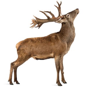 A brown deer, prone to damaging tree health