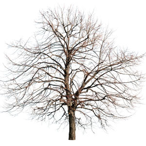 A dead tree, which can cause hazards to people and property.