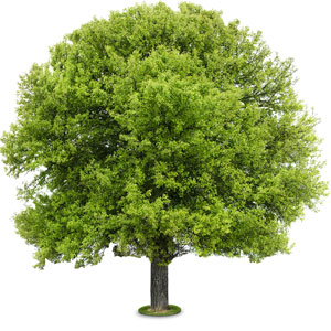 Large, happy tree flourishing on a white background.